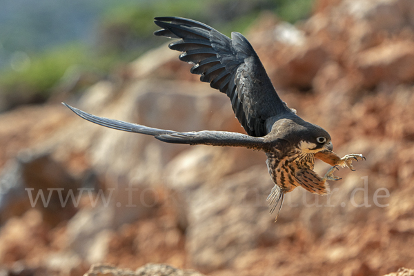 Eleonorenfalke (Falco eleonorae)