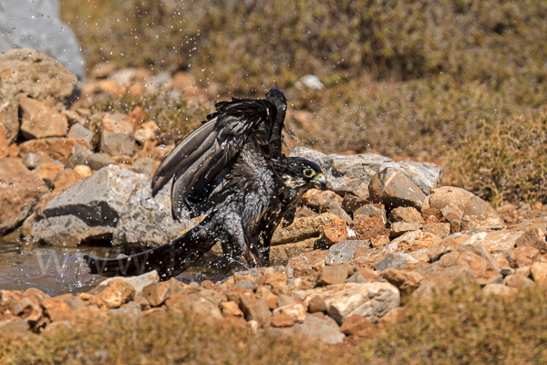 Eleonorenfalke (Falco eleonorae)