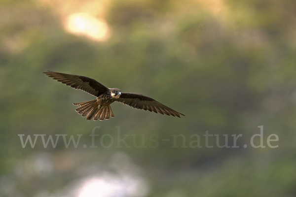 Eleonorenfalke (Falco eleonorae)