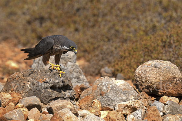 Eleonorenfalke (Falco eleonorae)