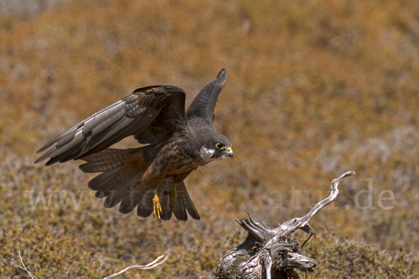 Eleonorenfalke (Falco eleonorae)