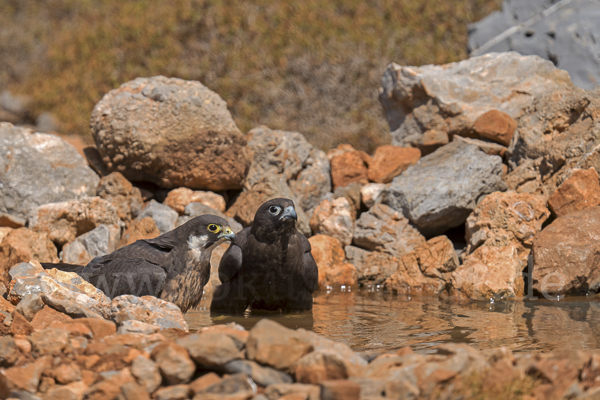 Eleonorenfalke (Falco eleonorae)