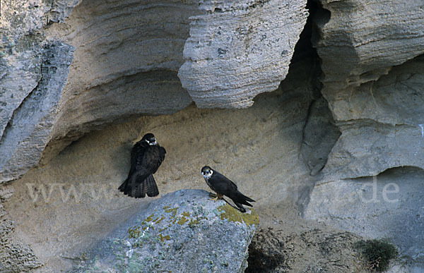 Eleonorenfalke (Falco eleonorae)