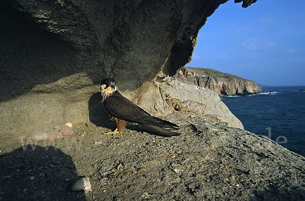 Eleonorenfalke (Falco eleonorae)