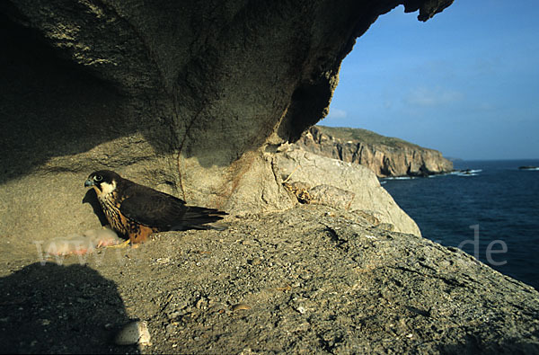 Eleonorenfalke (Falco eleonorae)