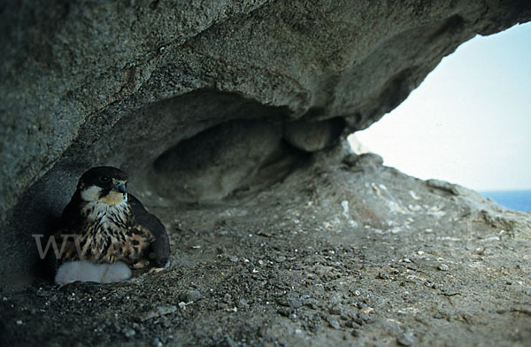 Eleonorenfalke (Falco eleonorae)