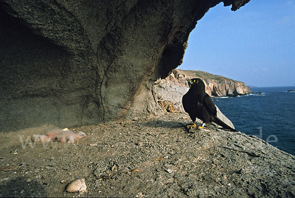 Eleonorenfalke (Falco eleonorae)