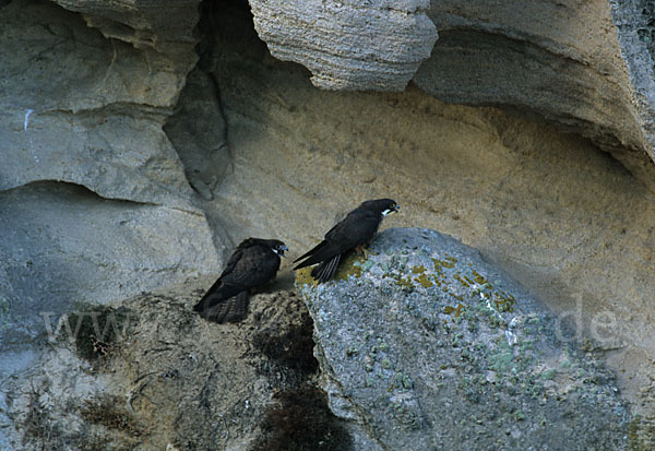 Eleonorenfalke (Falco eleonorae)