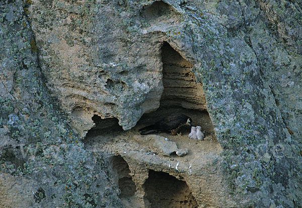 Eleonorenfalke (Falco eleonorae)