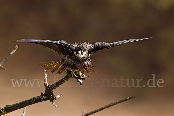 Eleonorenfalke (Falco eleonorae)