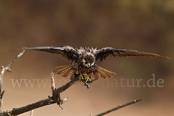 Eleonorenfalke (Falco eleonorae)