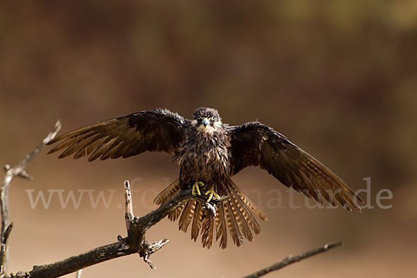 Eleonorenfalke (Falco eleonorae)