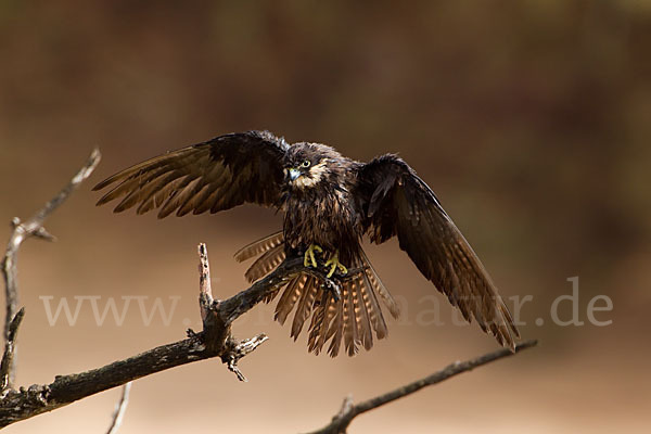 Eleonorenfalke (Falco eleonorae)