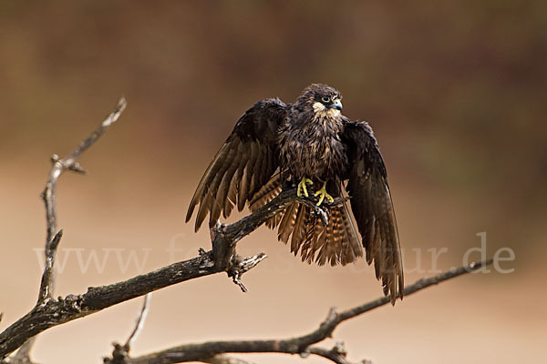 Eleonorenfalke (Falco eleonorae)