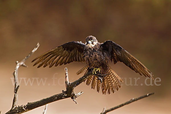 Eleonorenfalke (Falco eleonorae)