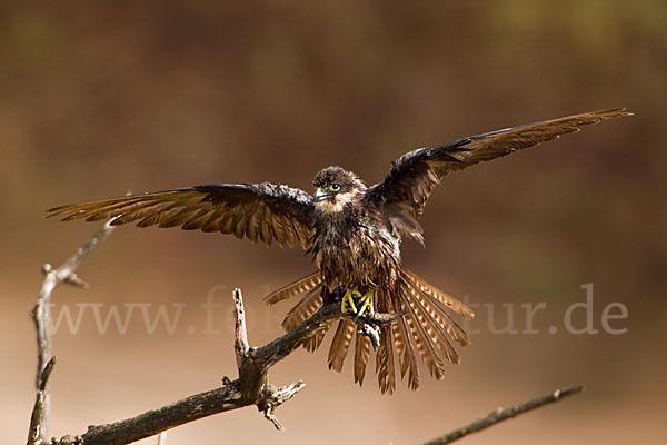 Eleonorenfalke (Falco eleonorae)