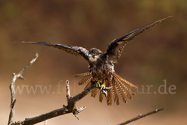 Eleonorenfalke (Falco eleonorae)