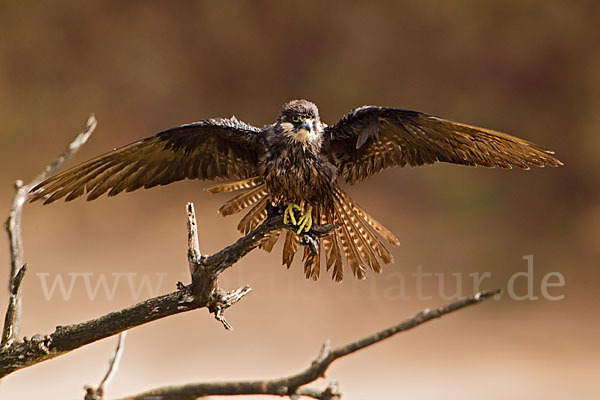 Eleonorenfalke (Falco eleonorae)