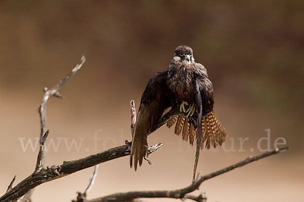 Eleonorenfalke (Falco eleonorae)