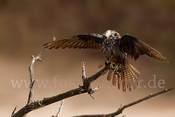 Eleonorenfalke (Falco eleonorae)