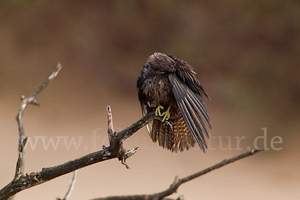 Eleonorenfalke (Falco eleonorae)