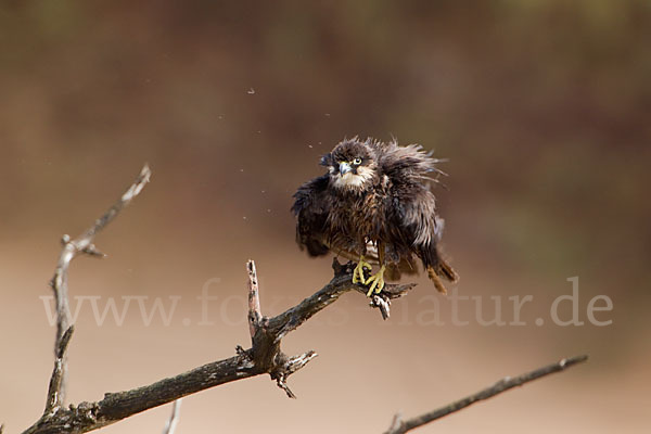 Eleonorenfalke (Falco eleonorae)