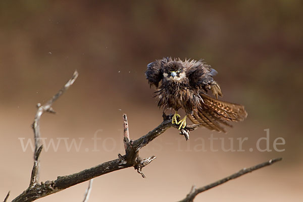 Eleonorenfalke (Falco eleonorae)