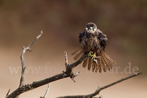 Eleonorenfalke (Falco eleonorae)