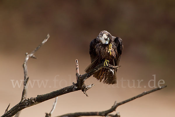 Eleonorenfalke (Falco eleonorae)