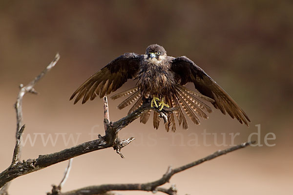 Eleonorenfalke (Falco eleonorae)