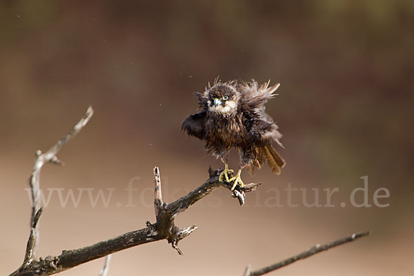 Eleonorenfalke (Falco eleonorae)