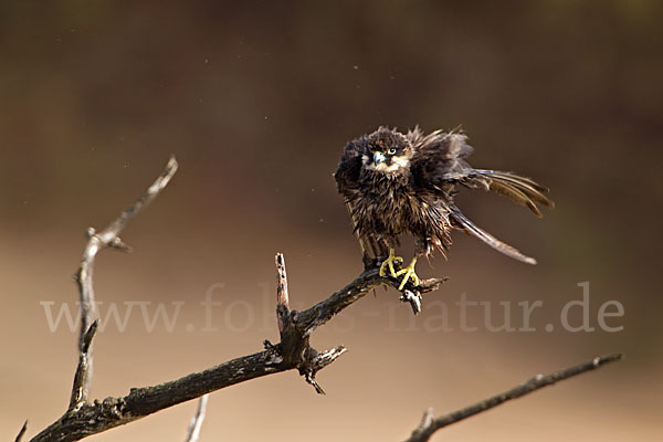 Eleonorenfalke (Falco eleonorae)