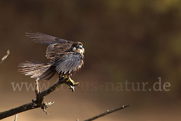 Eleonorenfalke (Falco eleonorae)