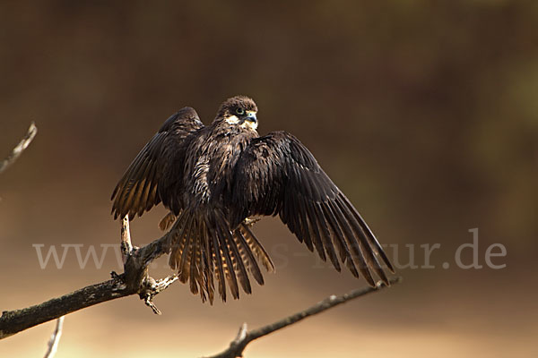 Eleonorenfalke (Falco eleonorae)