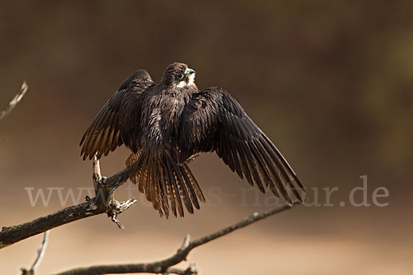 Eleonorenfalke (Falco eleonorae)