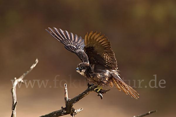 Eleonorenfalke (Falco eleonorae)