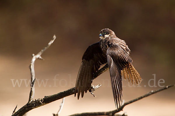 Eleonorenfalke (Falco eleonorae)