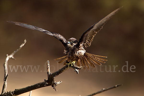 Eleonorenfalke (Falco eleonorae)