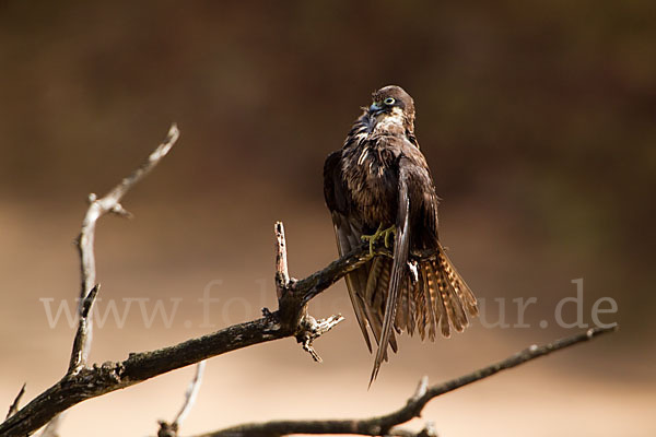 Eleonorenfalke (Falco eleonorae)