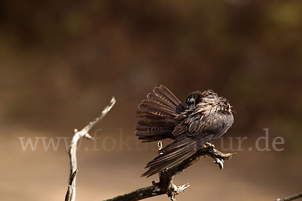 Eleonorenfalke (Falco eleonorae)