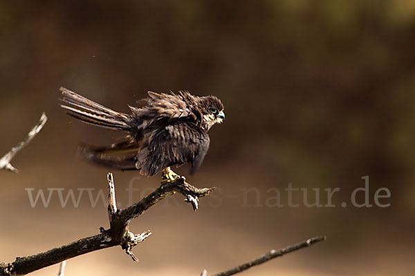 Eleonorenfalke (Falco eleonorae)