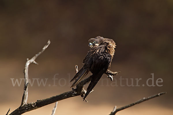 Eleonorenfalke (Falco eleonorae)