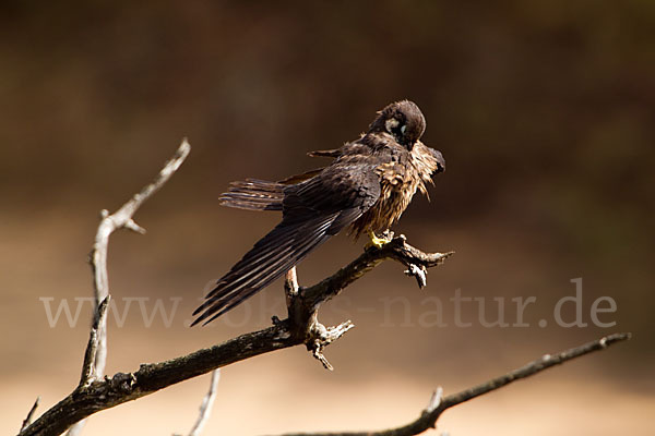 Eleonorenfalke (Falco eleonorae)