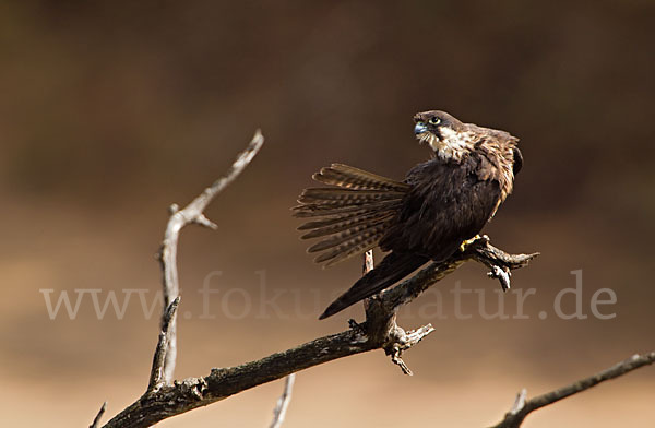 Eleonorenfalke (Falco eleonorae)