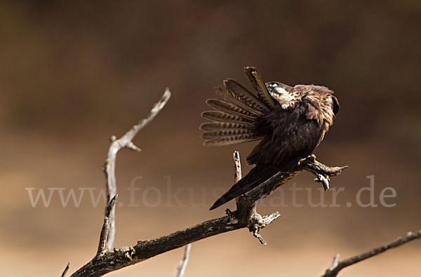 Eleonorenfalke (Falco eleonorae)