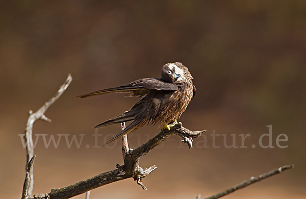 Eleonorenfalke (Falco eleonorae)