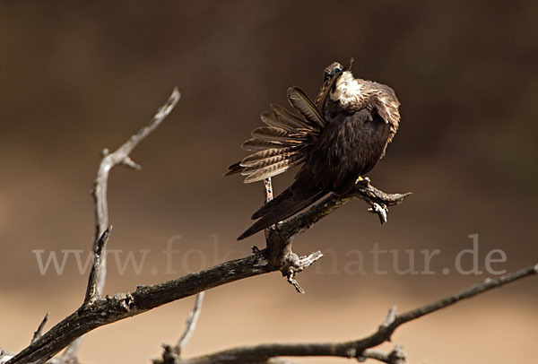 Eleonorenfalke (Falco eleonorae)