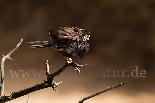 Eleonorenfalke (Falco eleonorae)