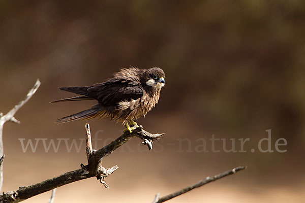 Eleonorenfalke (Falco eleonorae)