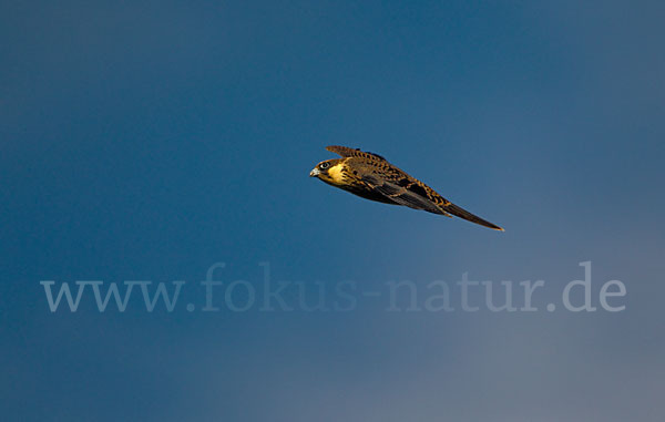 Eleonorenfalke (Falco eleonorae)